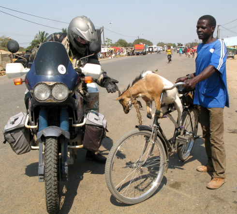 animal friendly goat transport.JPG